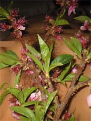 Sexy Asian Amateur wife poses and shows her big boobs at home